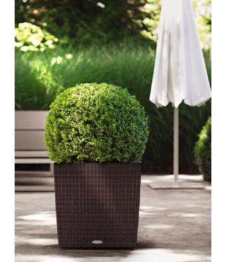 Pott Lechuza Cube Cottage 50