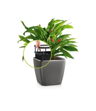 Lillepott Lechuza Quadro 21