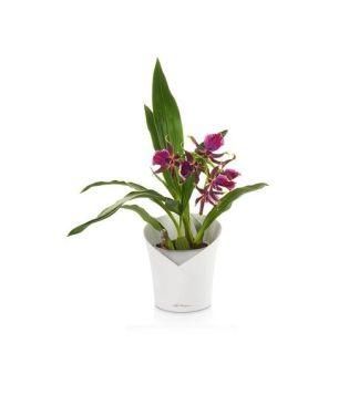 Pott orhideedele Lechuza Orchidea