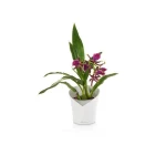 Pott orhideedele Lechuza Orchidea