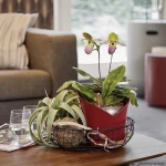 Pott orhideedele Lechuza Orchidea 2