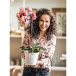 Pott orhideedele Lechuza Orchidea 6