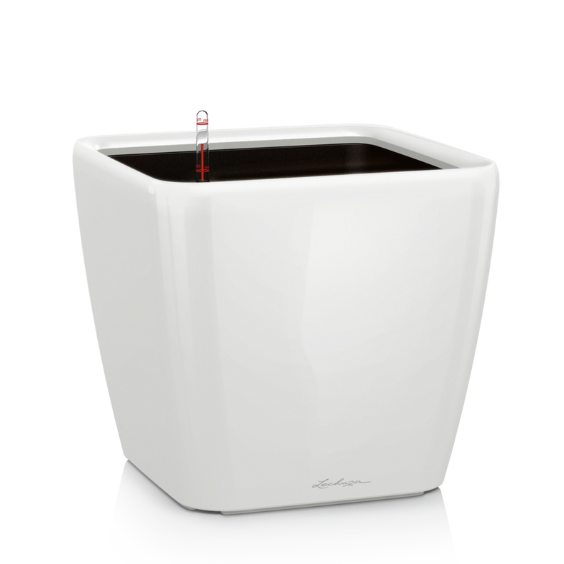 Lillepott Lechuza Quadro 21