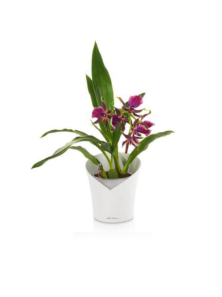 Pott orhideedele Lechuza Orchidea